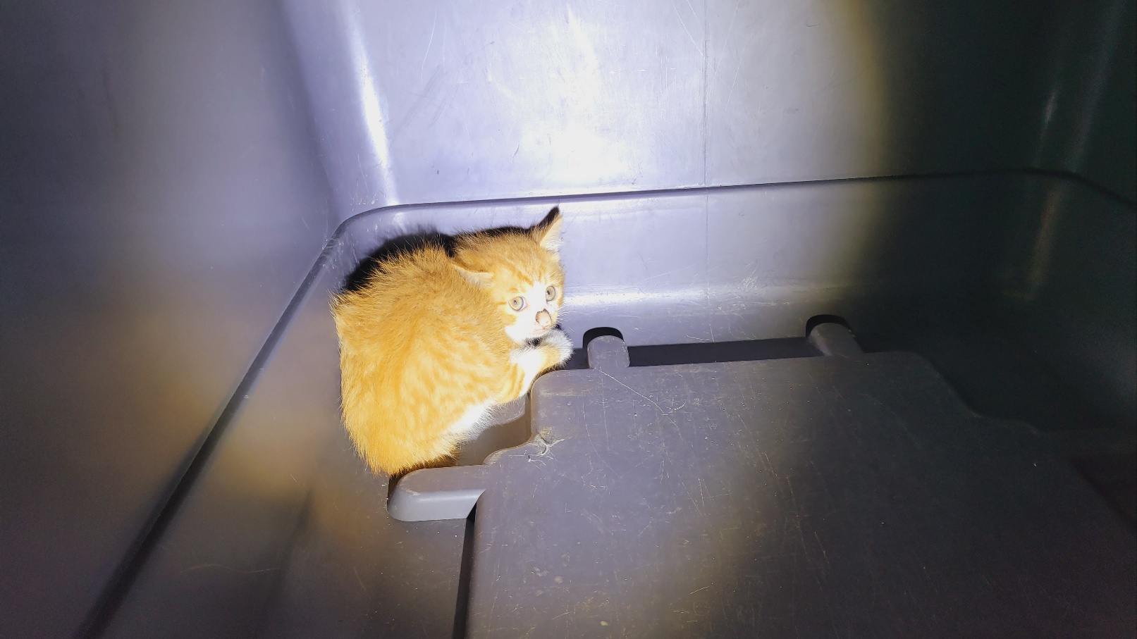 강릉시 동물사랑센터_442420202300259