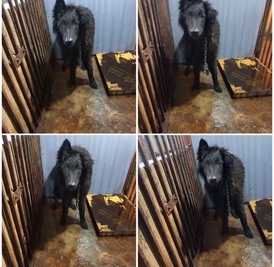 천안시유기동물보호소_444449202301153
