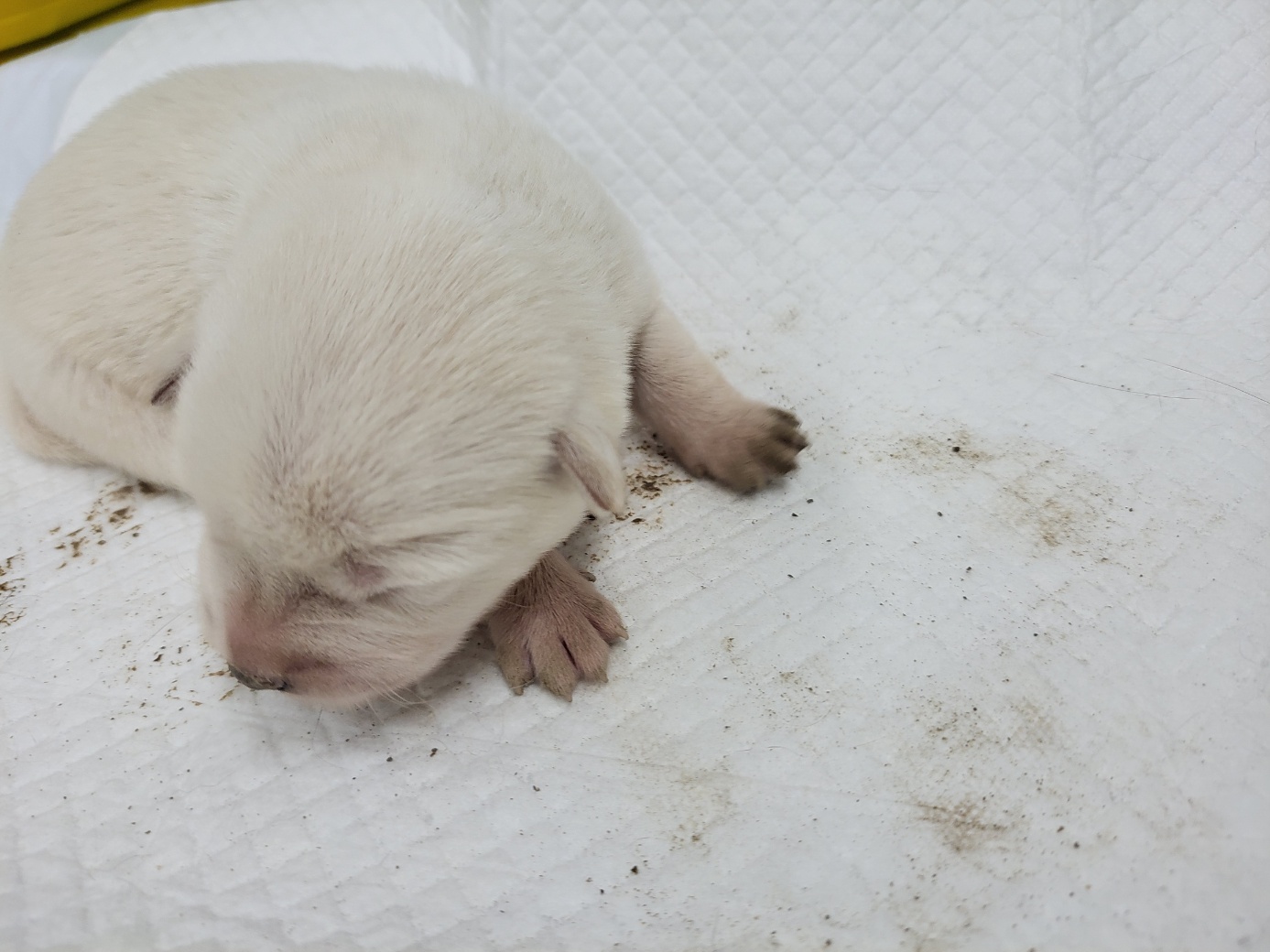 고양시동물보호센터_441394202301167