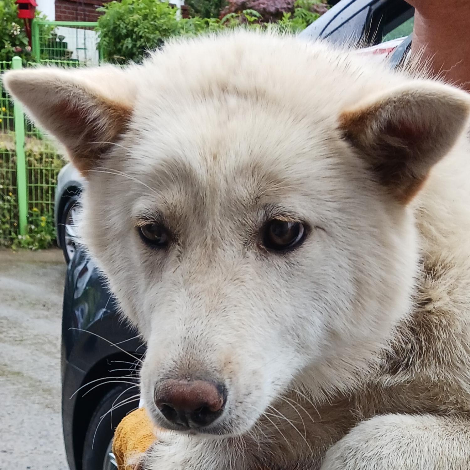 상주시 동물보호센터_447511202300528