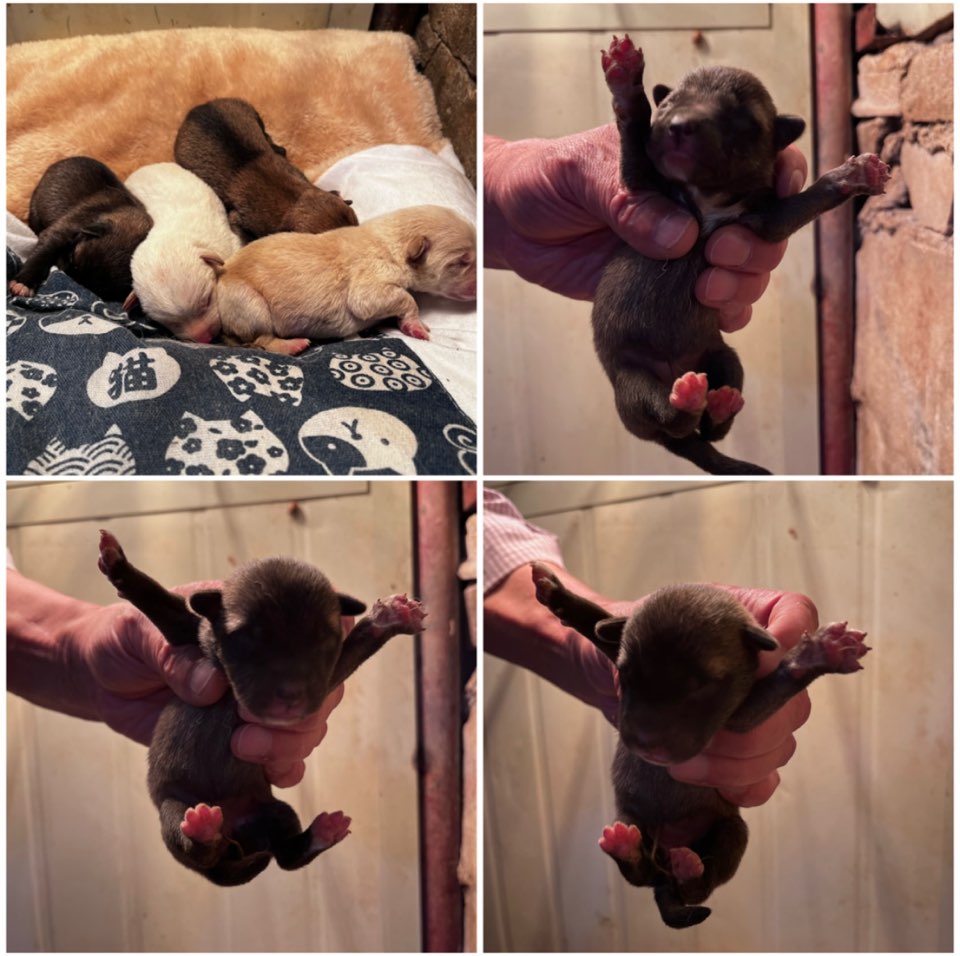 천안시유기동물보호소_444449202301161