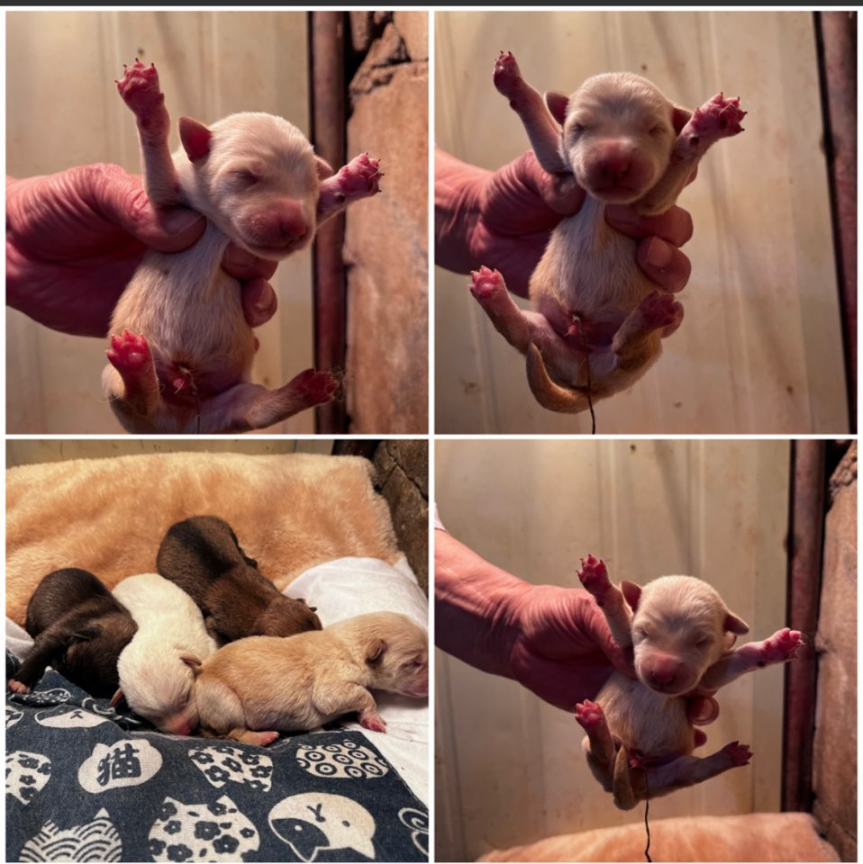 천안시유기동물보호소_444449202301160