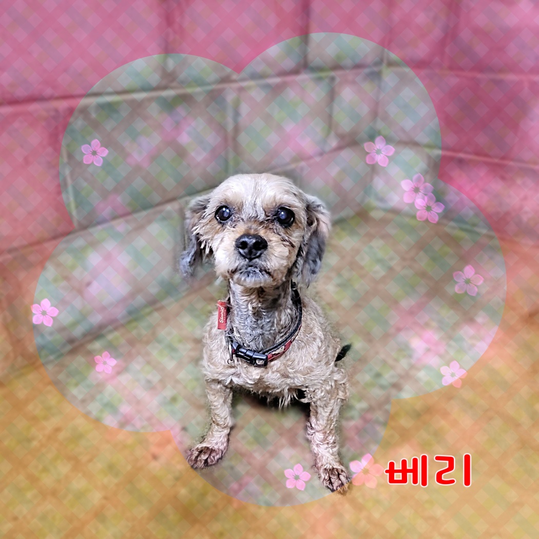 군산유기동물보호센터_445467202300910