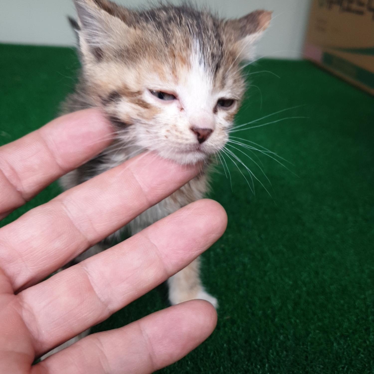 나주유기동물보호센터_446483202300535