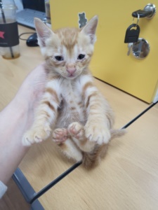 제주 동물보호센터_450650202301751