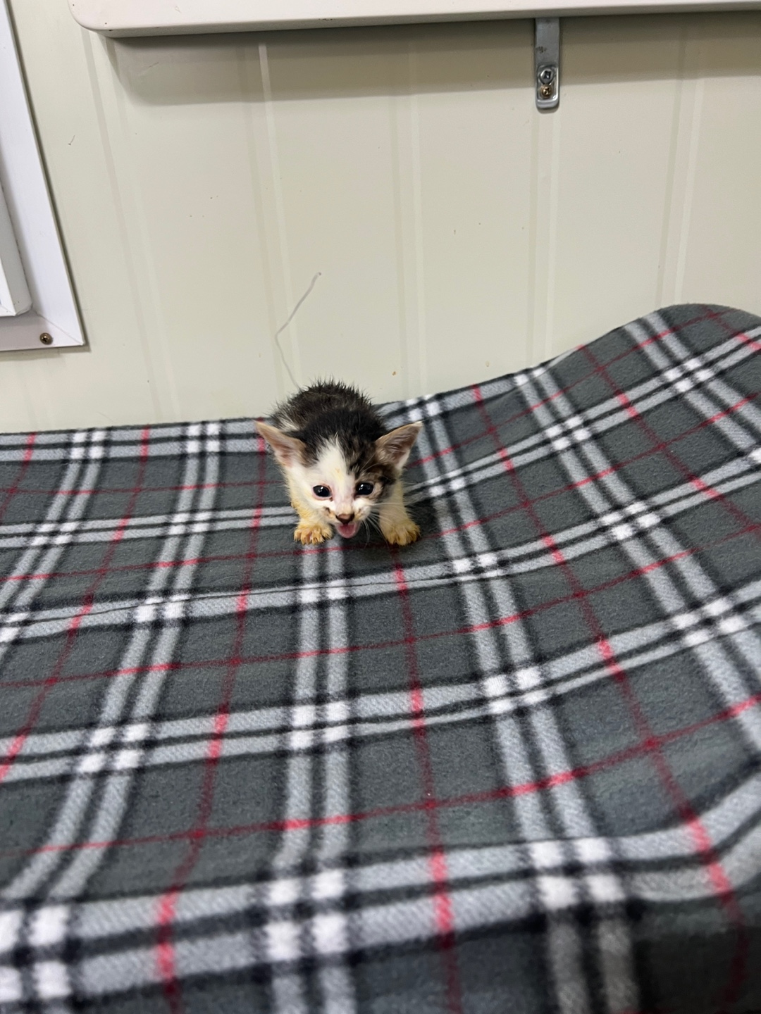 부산동물보호센터_426326202300204