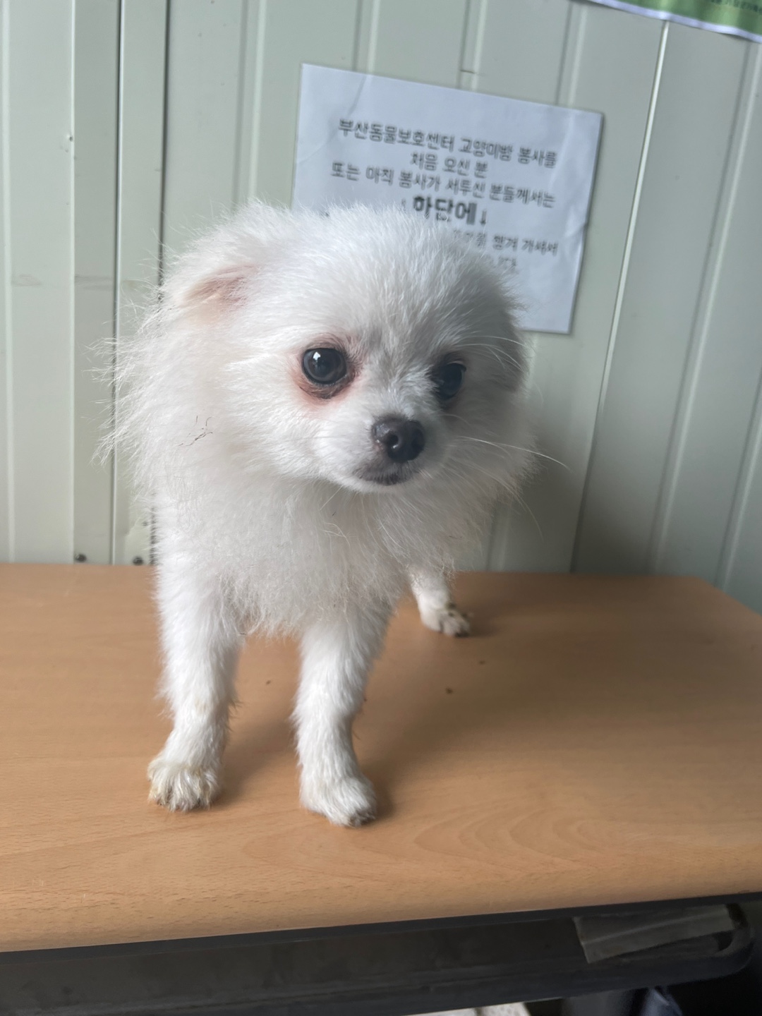 부산동물보호센터_426326202300200