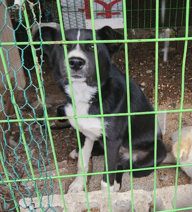 울산유기동물보호센터_431373202300556