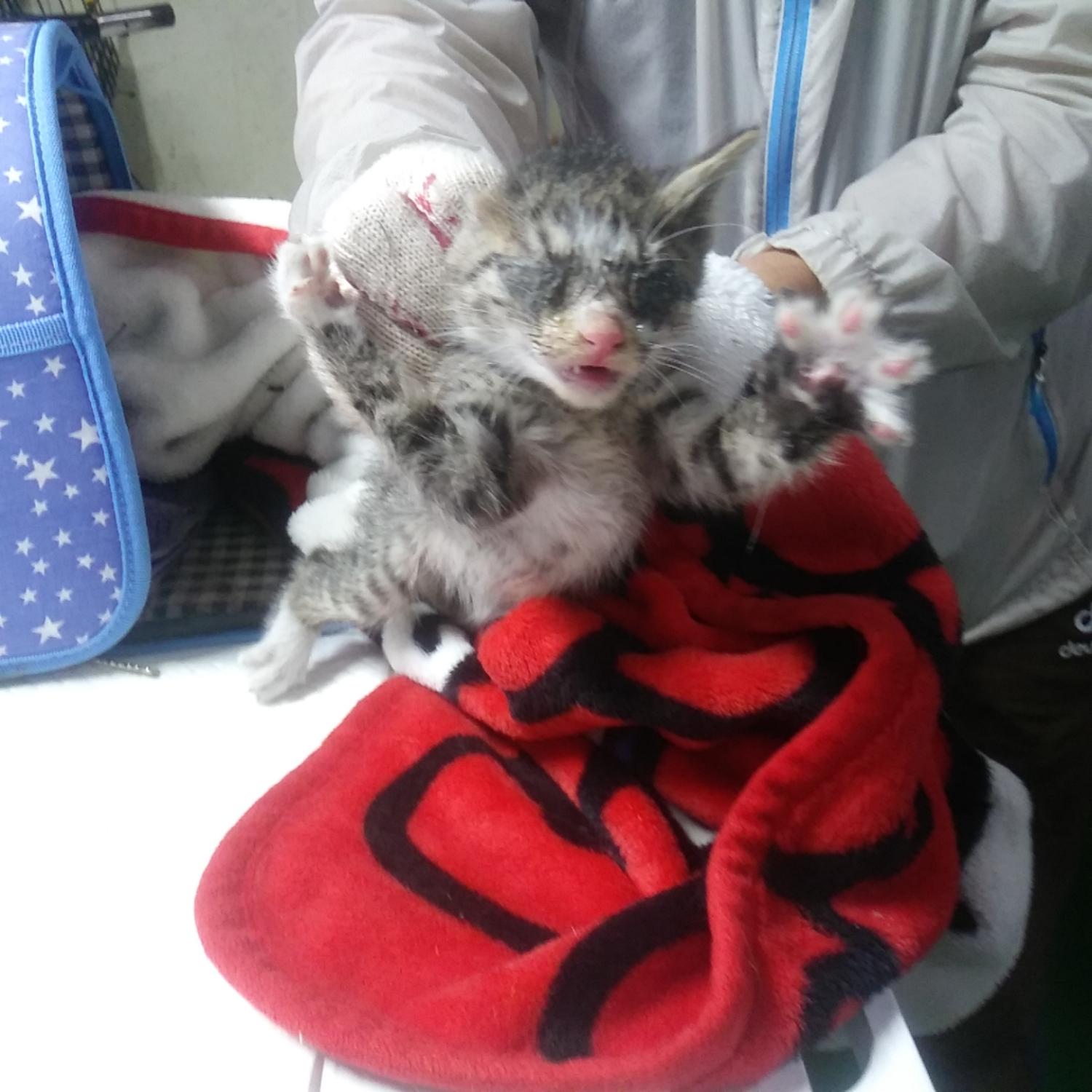 인천광역시수의사회_428352202300198