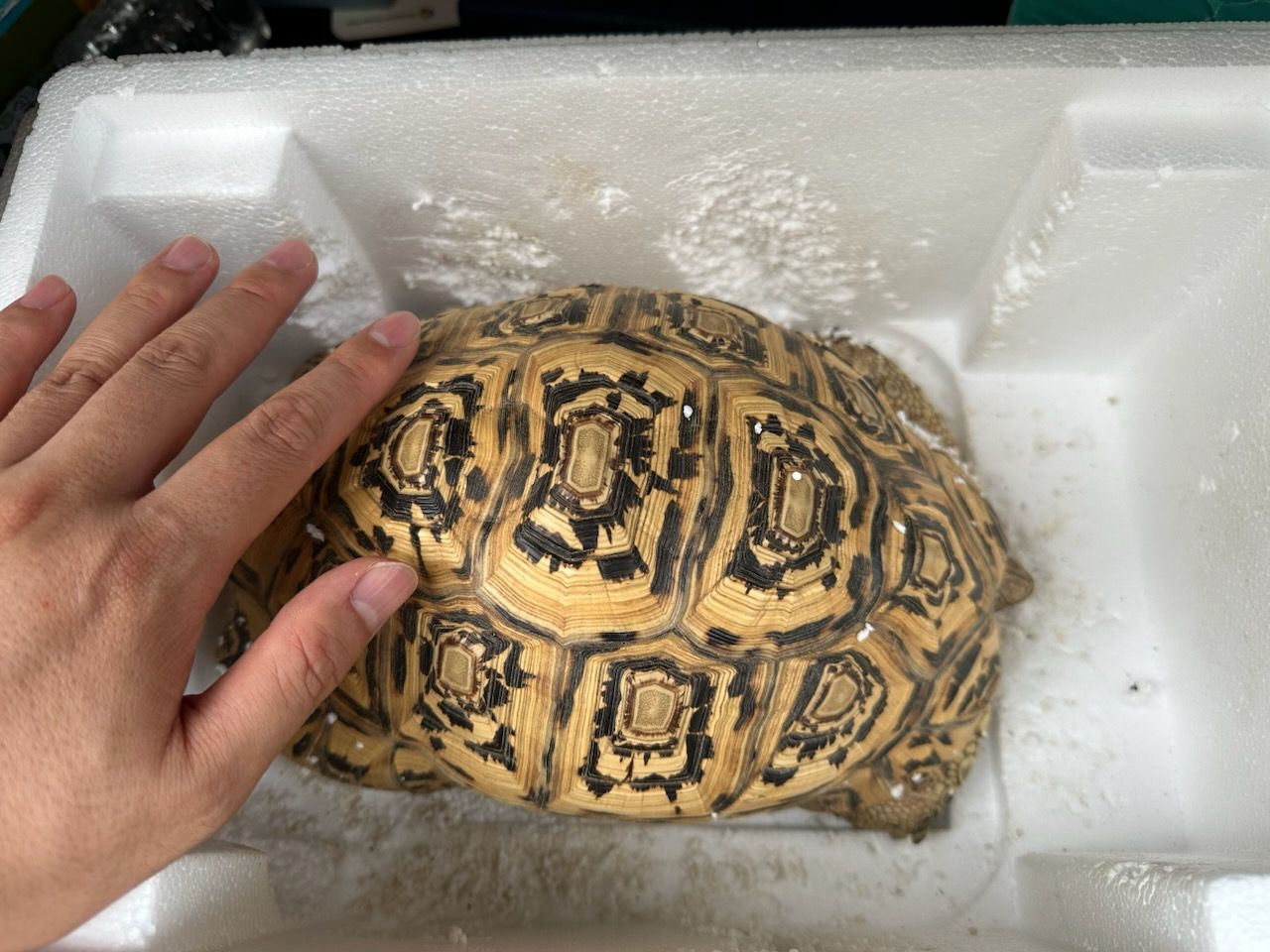 예산동물보호센터_444461202300384