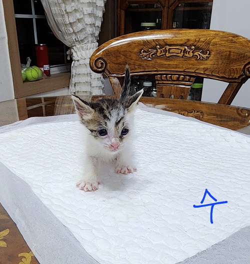 옥천동물병원_443443202300345