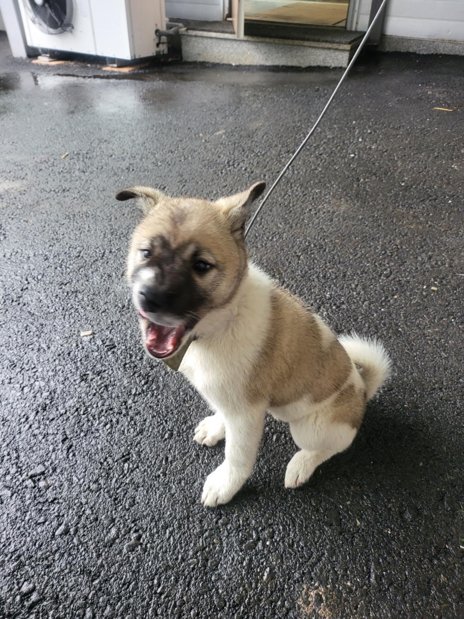 우성동물병원_447514202300126