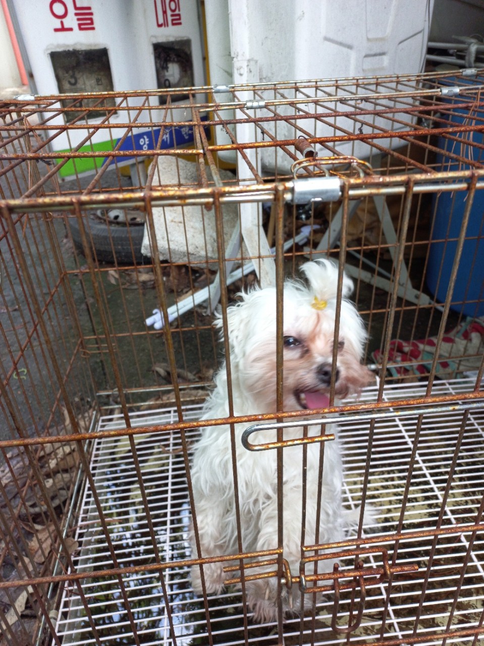 양평군유기동물보호소_441417202300405