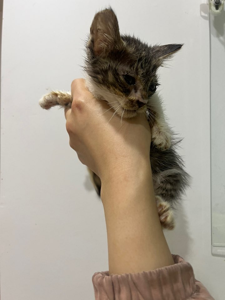 예스동물병원_427346202300556