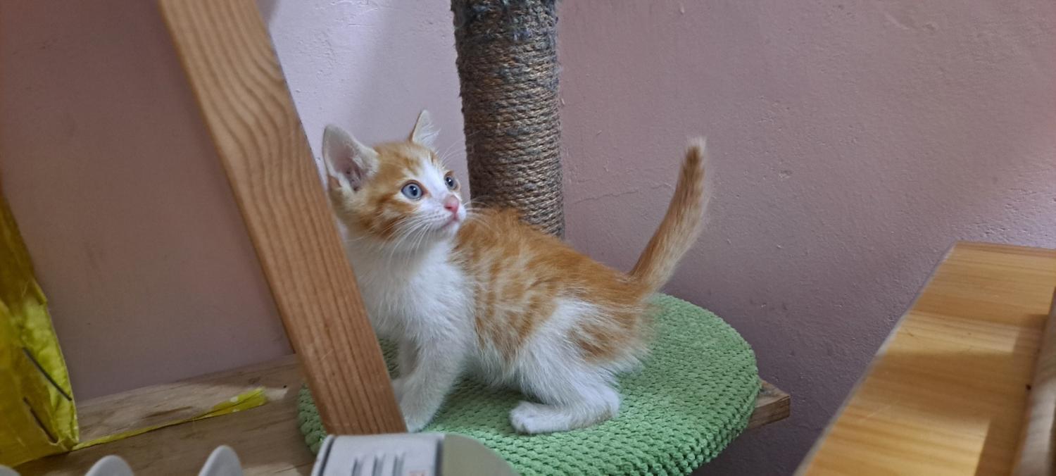 이성준동물병원_441408202300587