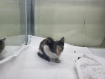 사단법인 하얀비둘기_426327202300160