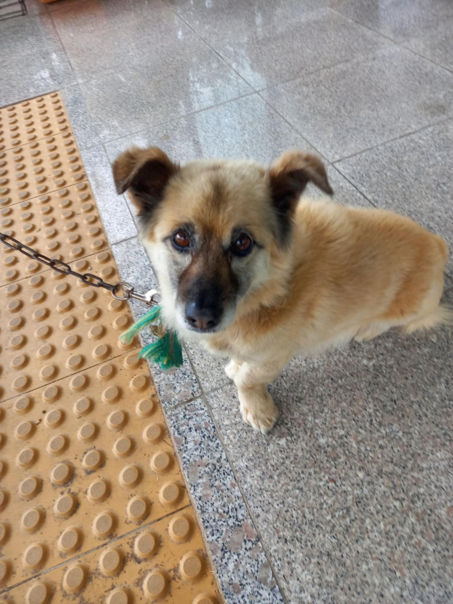 구미시 동물보호센터_447508202300721