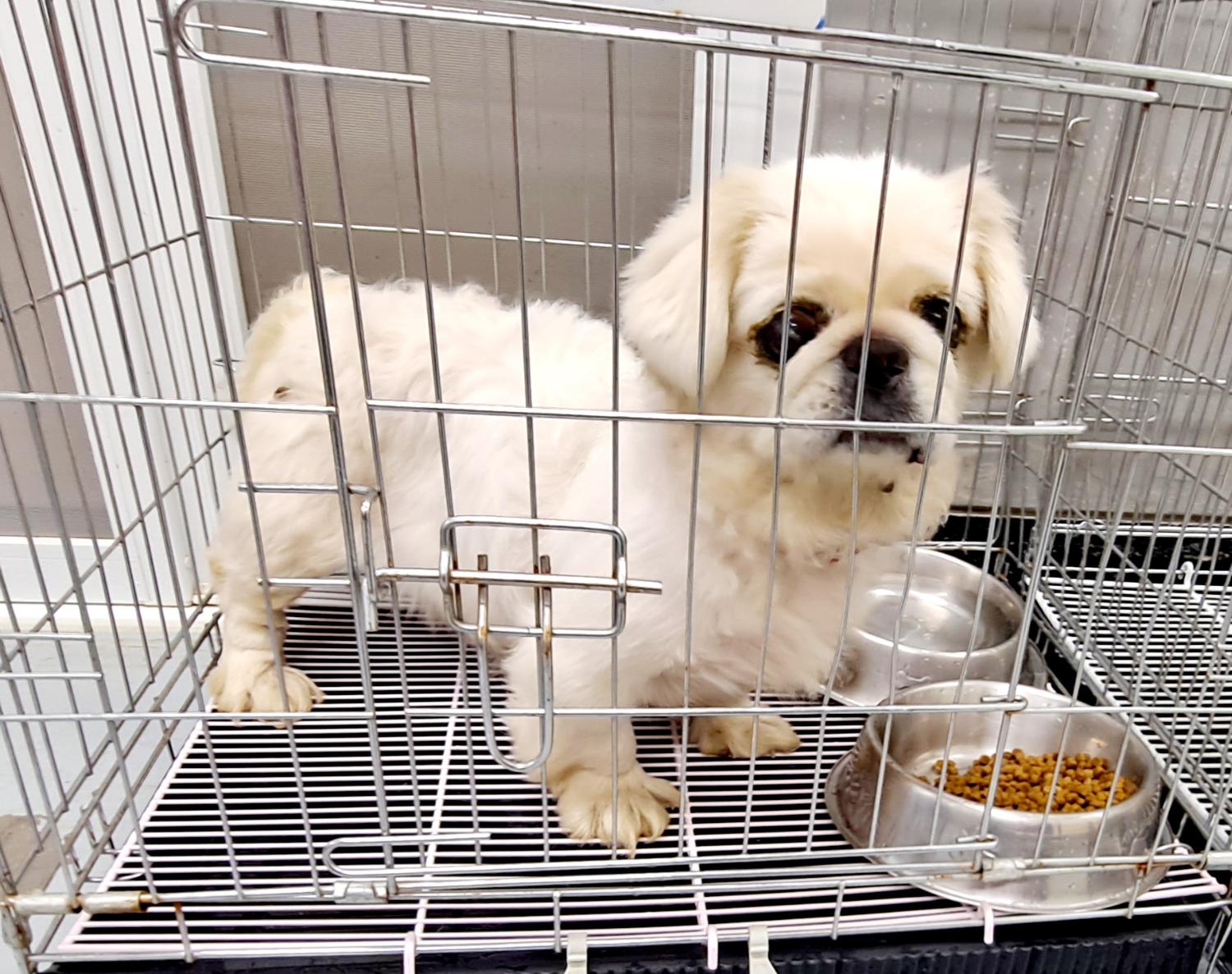 통영시동물보호센터_448533202300285