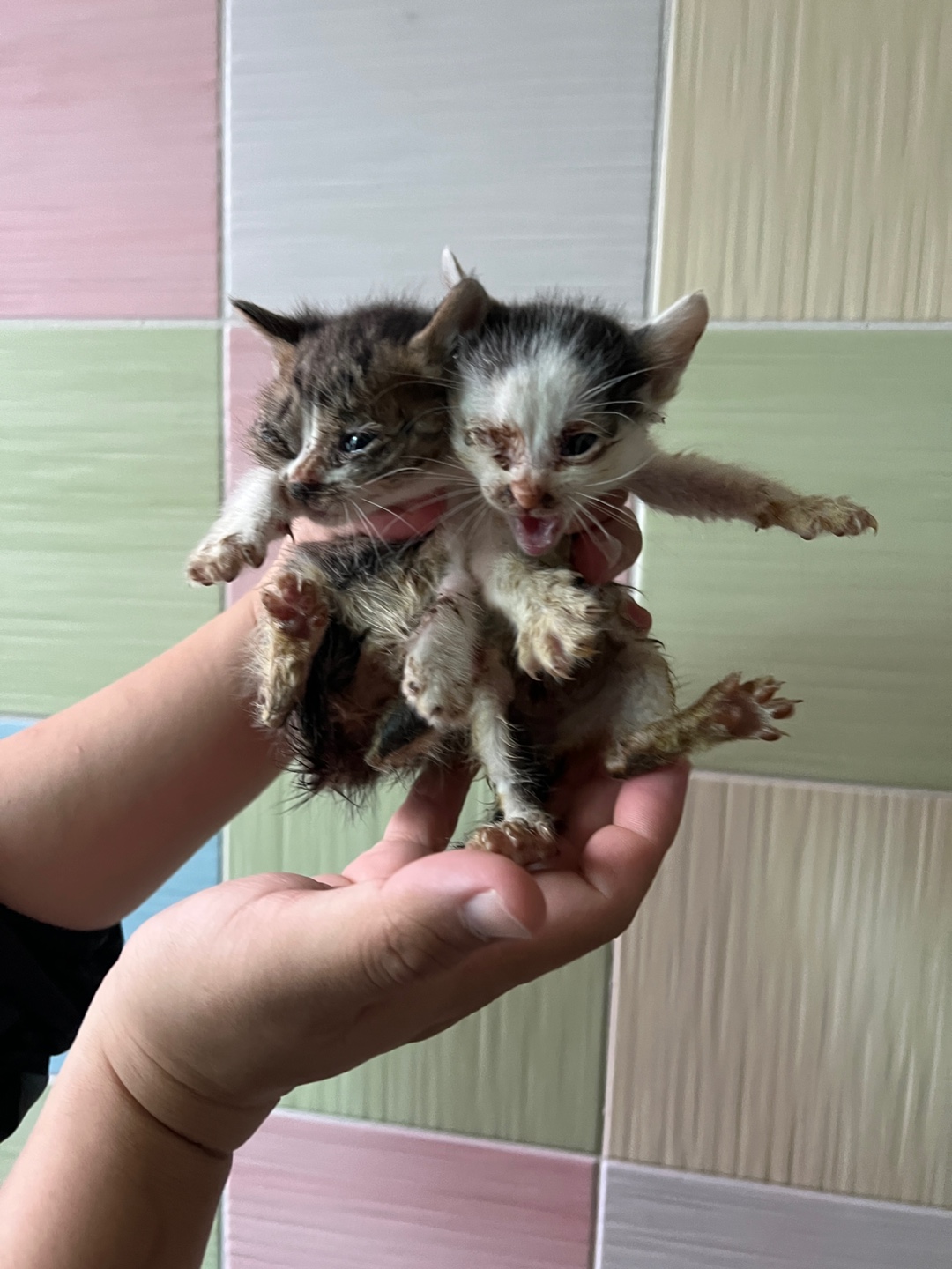 부산동물보호센터_426332202300204