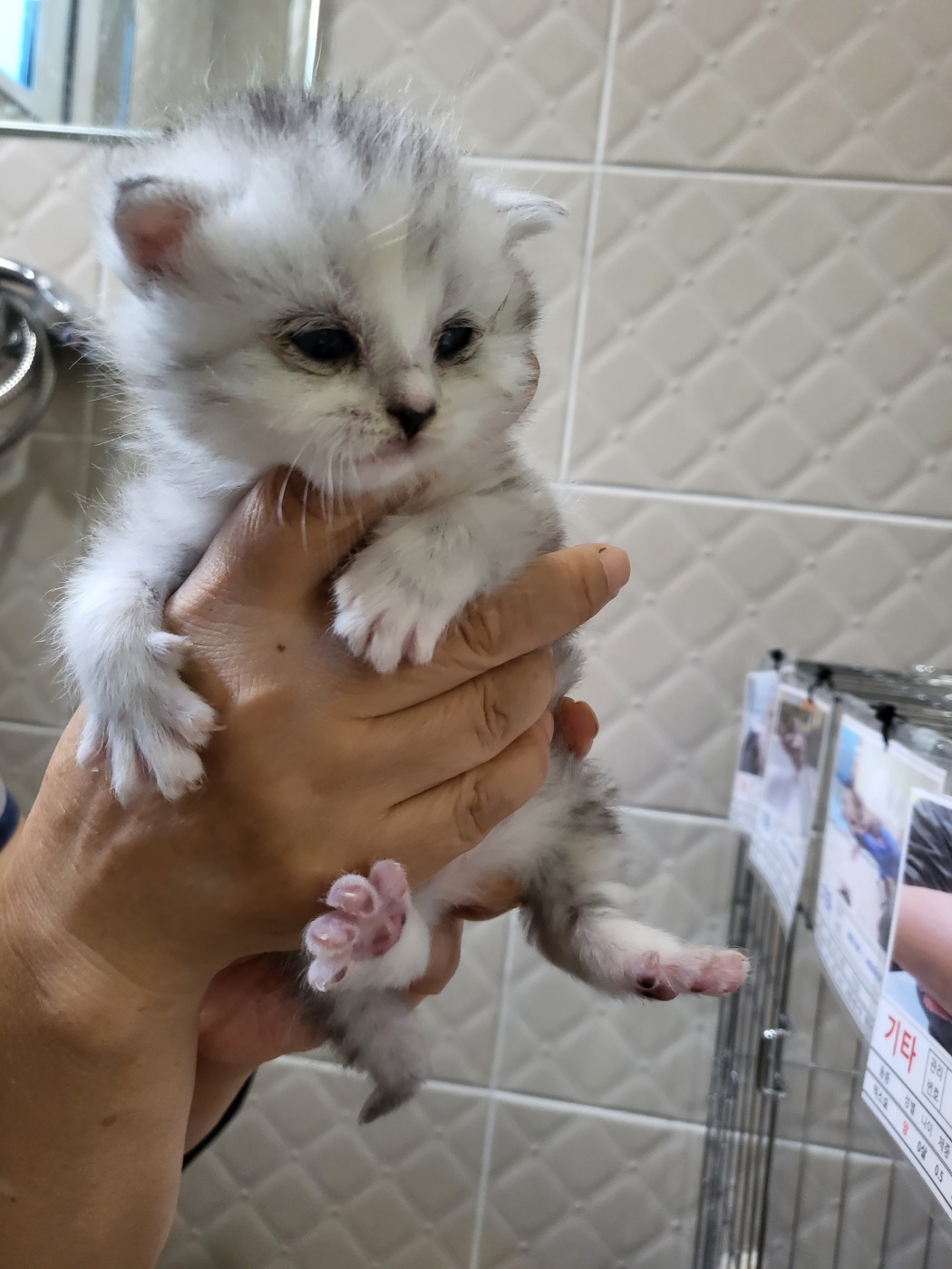 삼척시동물보호센터_442424202300344