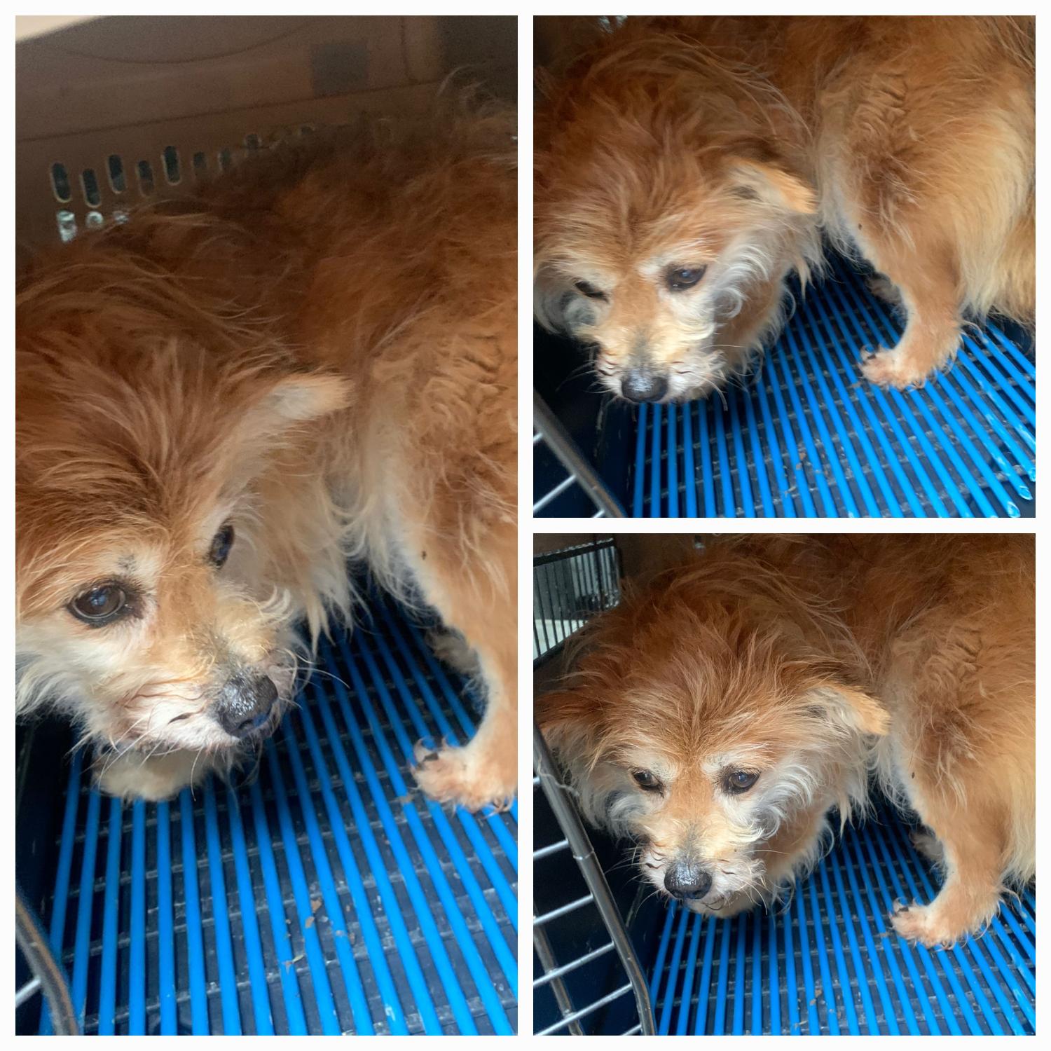 유기동물보호소_446481202300290