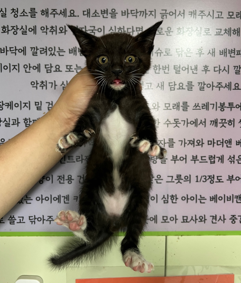부산동물보호센터_426332202300206