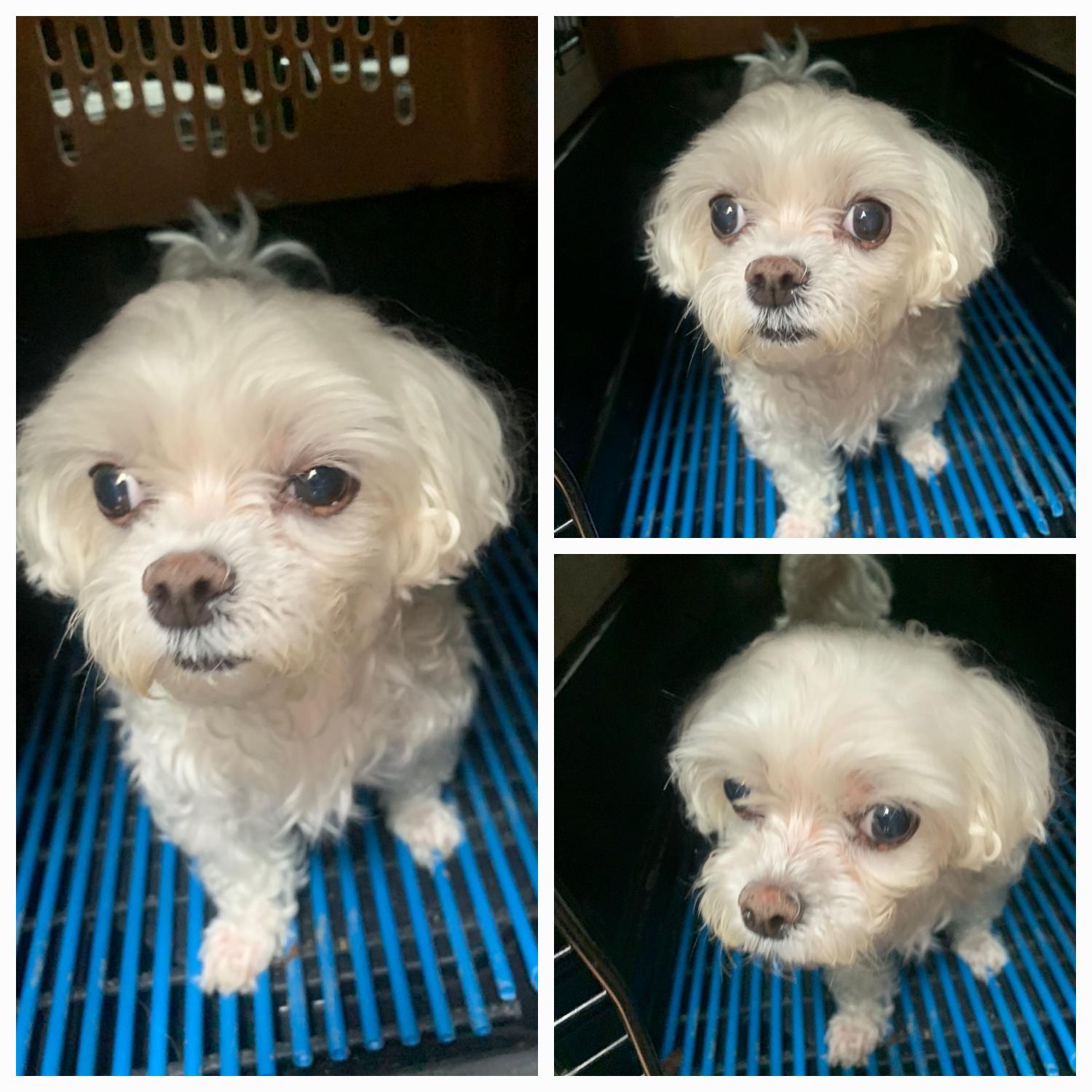 유기동물보호소_446481202300291