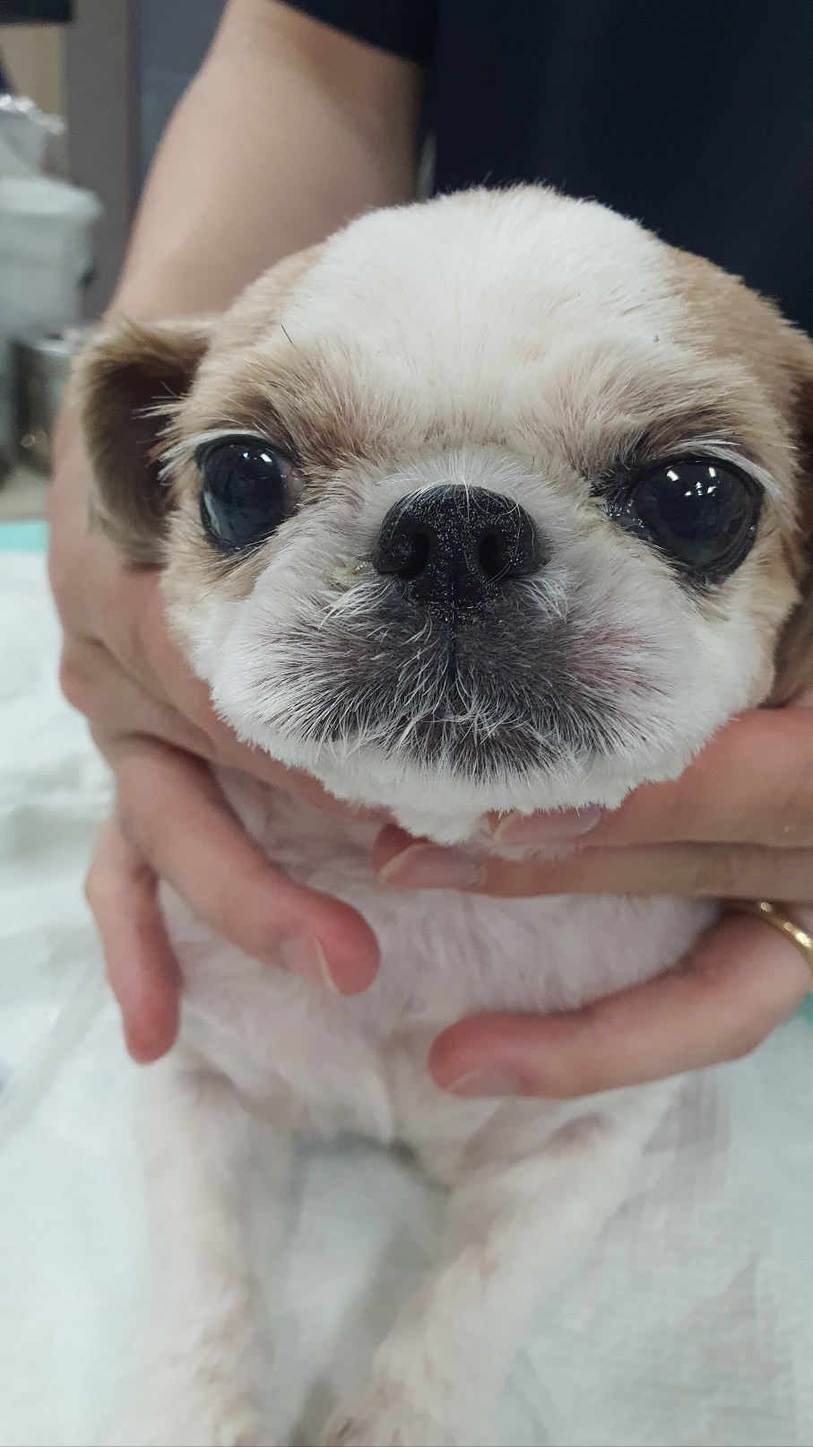 24시아이동물메디컬_441386202300659