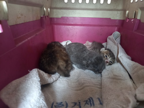 유기동물및관리협회_448535202300697
