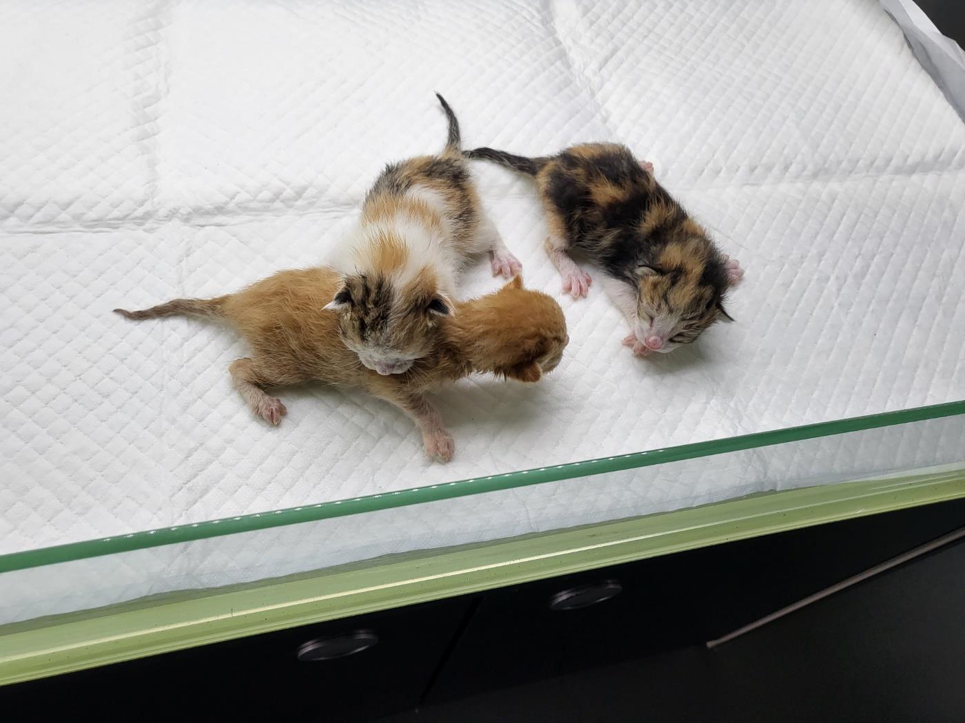 (사)하얀비둘기_426334202300334