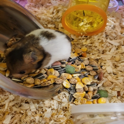 누리동물병원_426330202300109