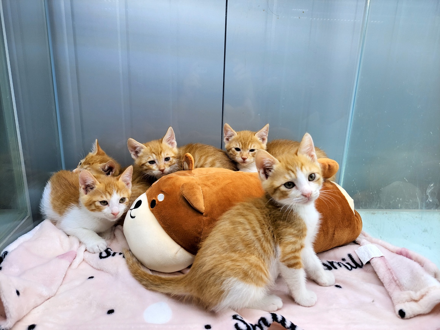 [고양이] 한국 고양이 경기-하남-2023-00167 유기동물 배경 이미지 입니다.
