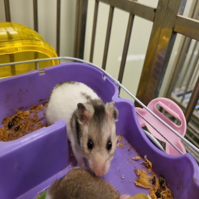 누리동물병원_426330202300107