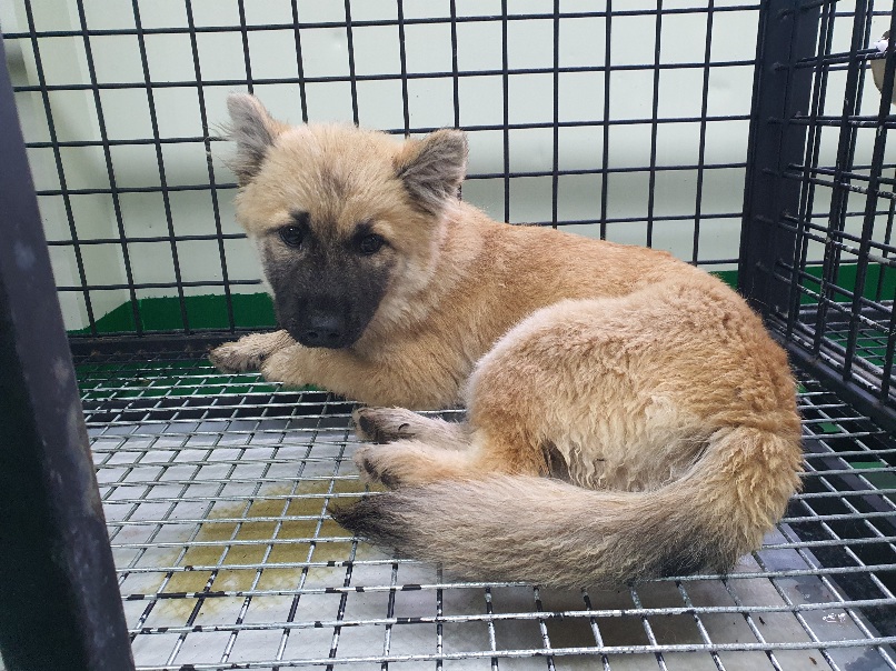 공주시 동물보호소_444450202300382