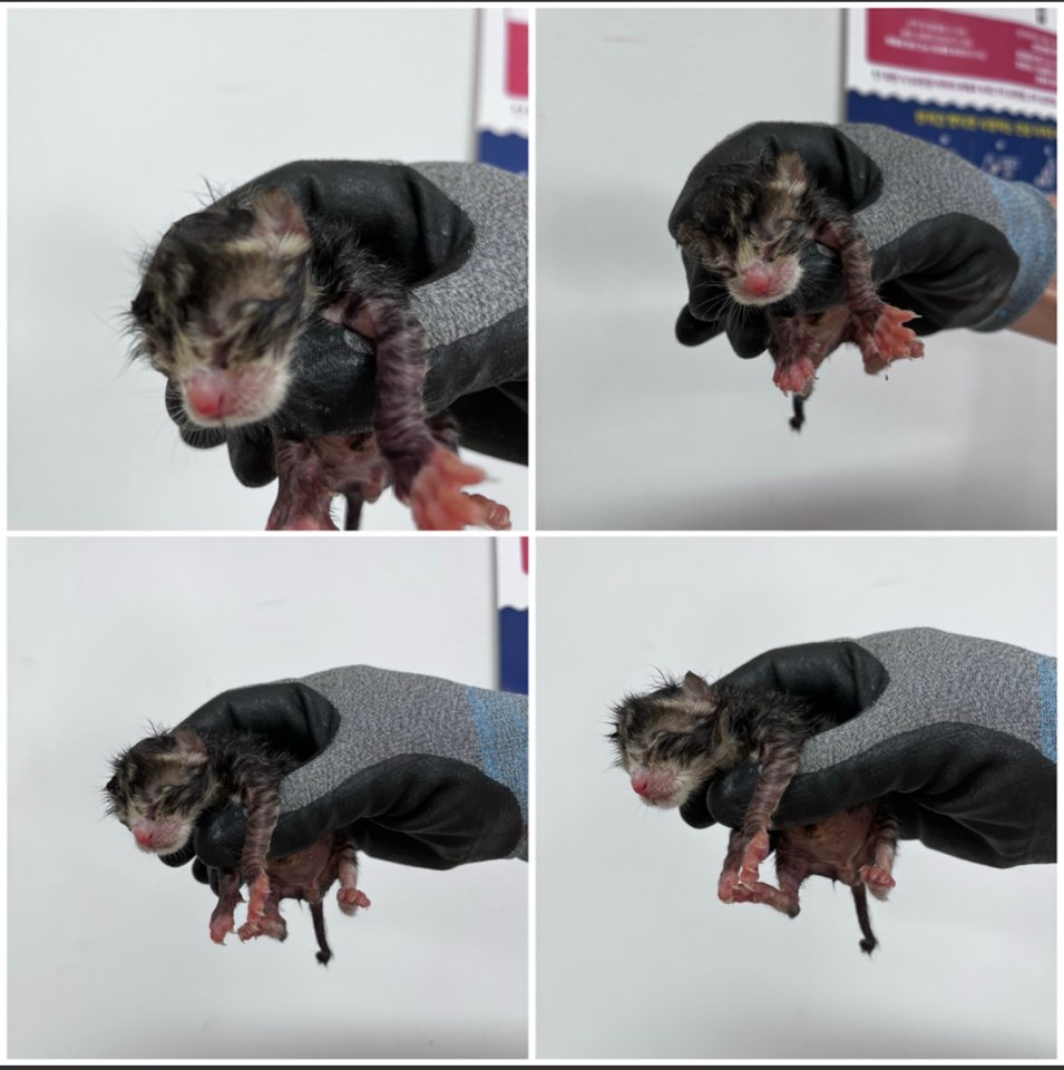 천안시유기동물보호소_444449202301179