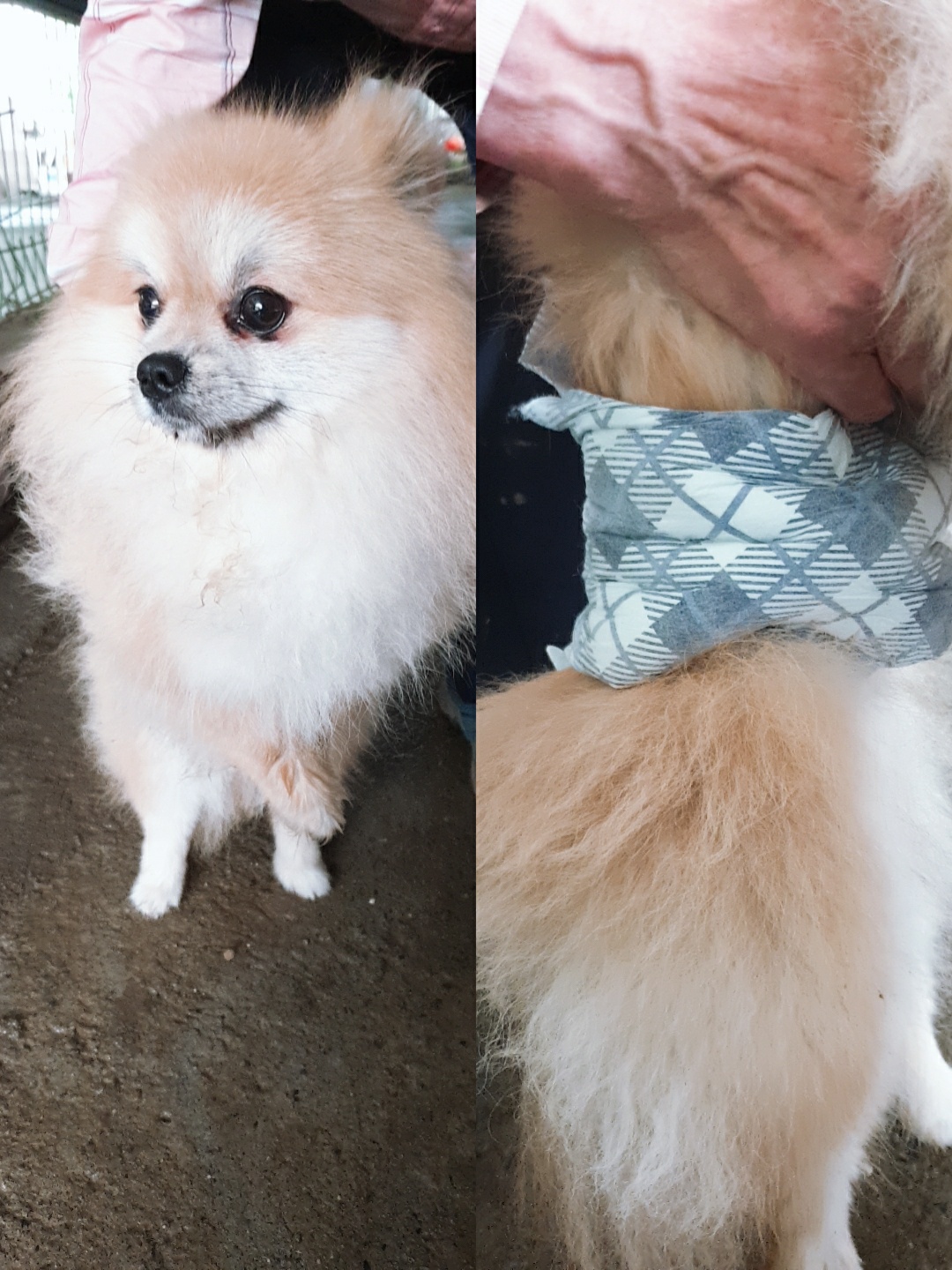 남양동물보호센터_441553202301592