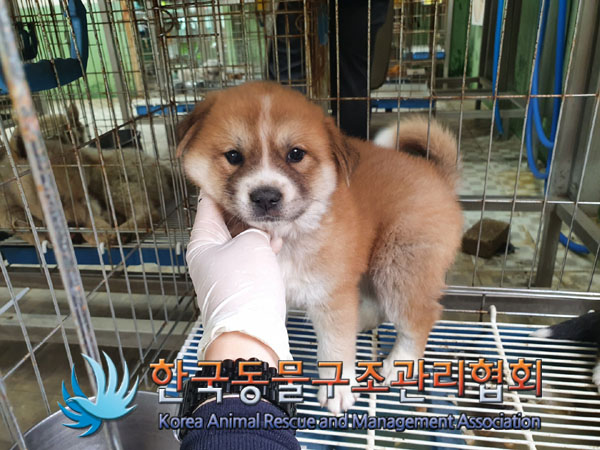 한국동물구조관리협회_441559202300401