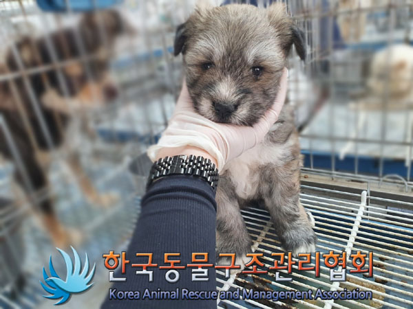 한국동물구조관리협회_441559202300397