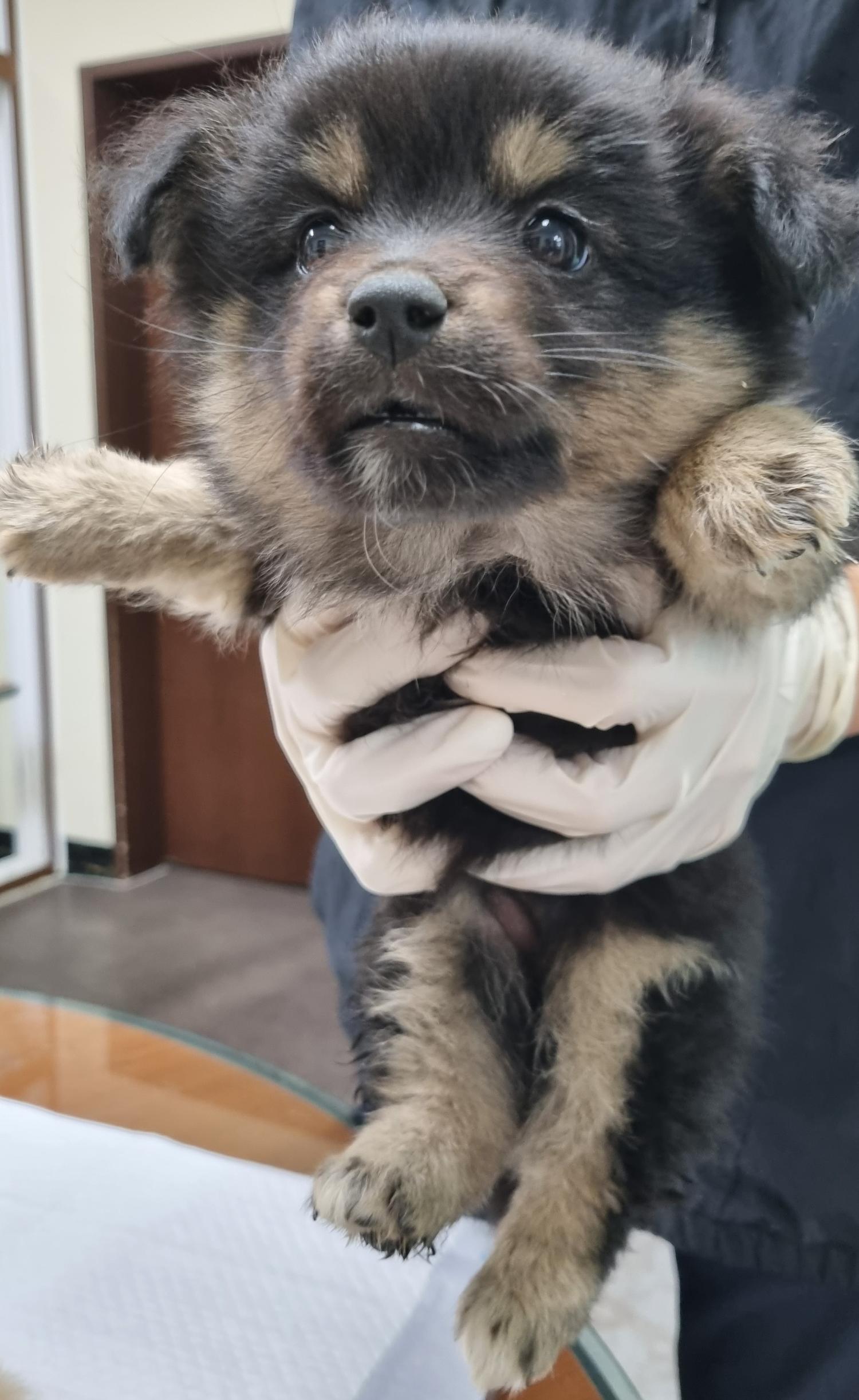 하동군유기동물보호소_448544202300191