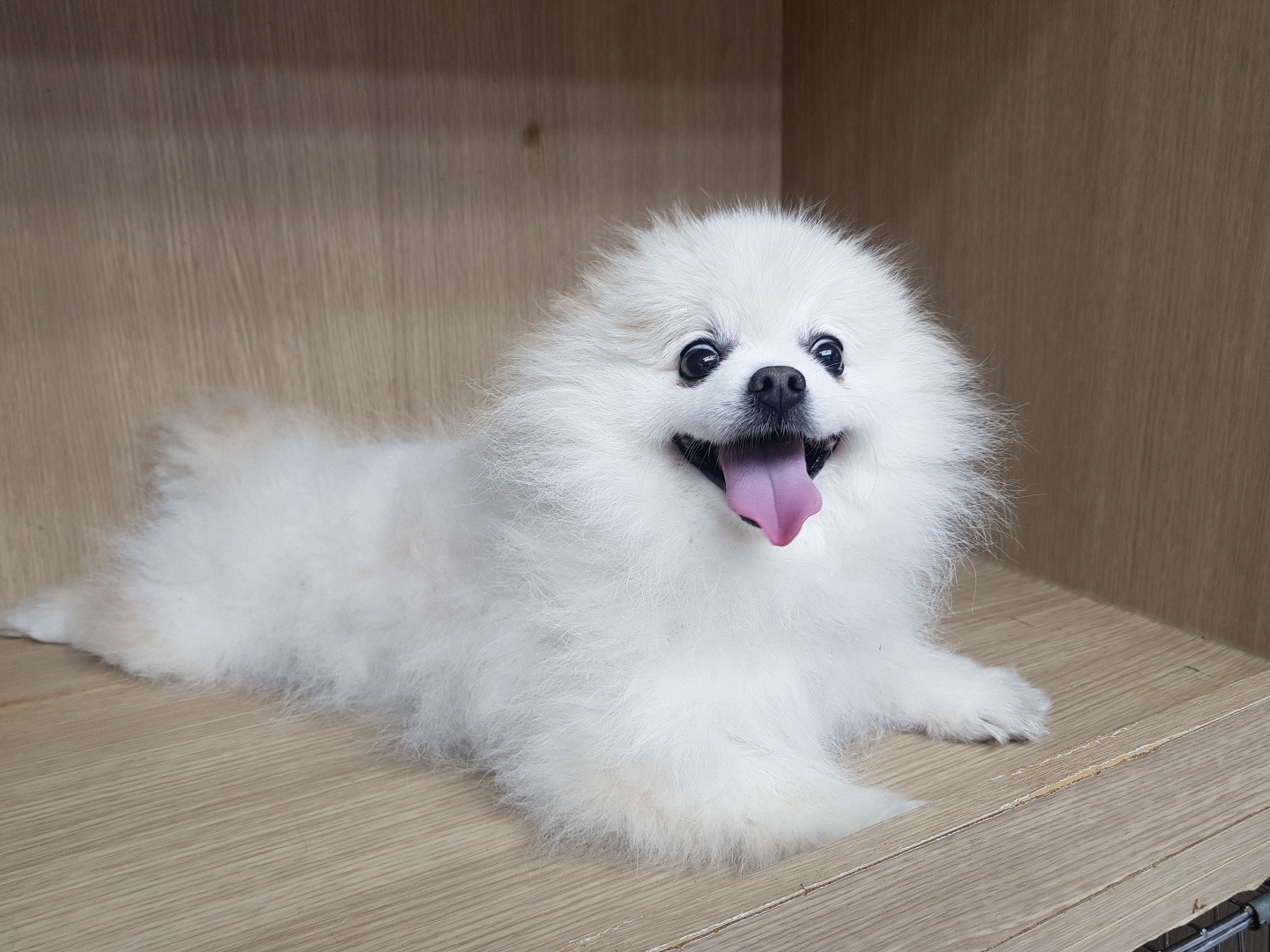 광주TNR동물병원송정_441554202300885