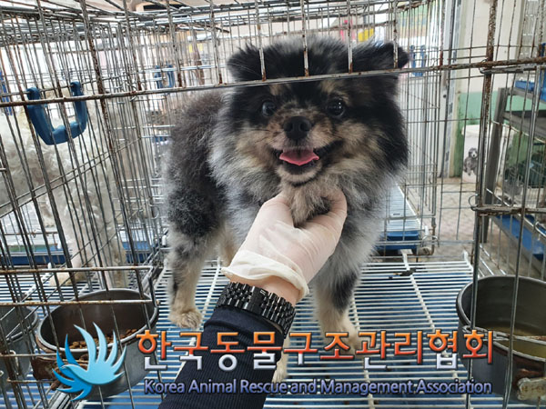 한국동물구조관리협회_411315202300368