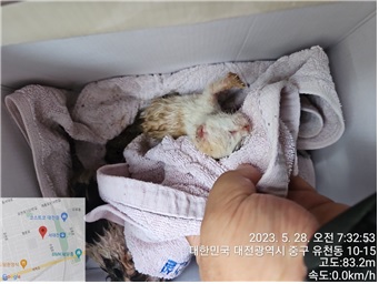 대전동물보호센터_430365202300243
