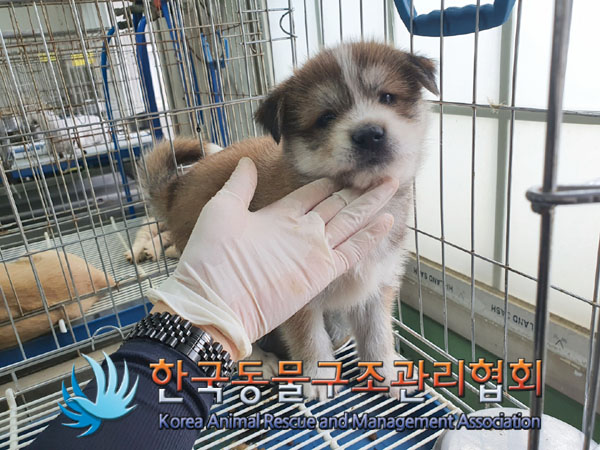 한국동물구조관리협회_441559202300400
