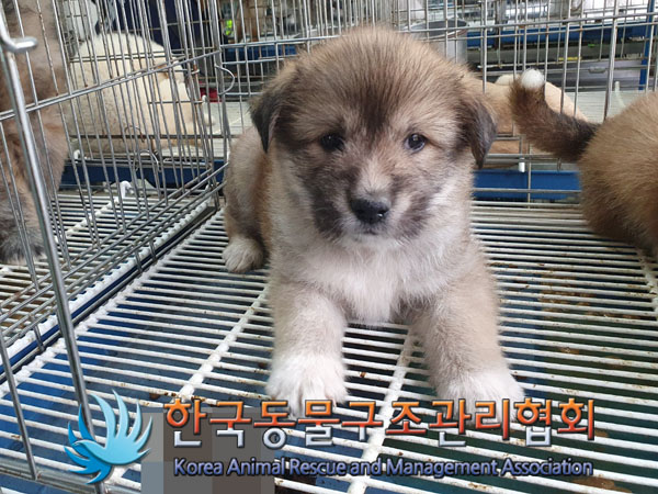 한국동물구조관리협회_441559202300399