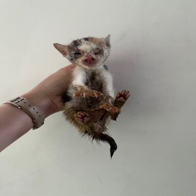 누리동물병원_426330202300111