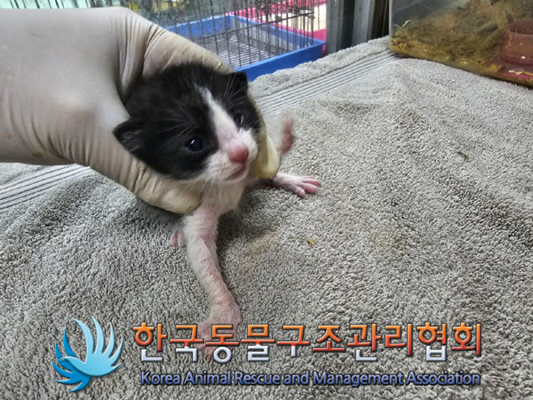 한국동물구조관리협회_411306202300393