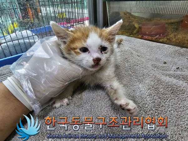한국동물구조관리협회_411300202300180
