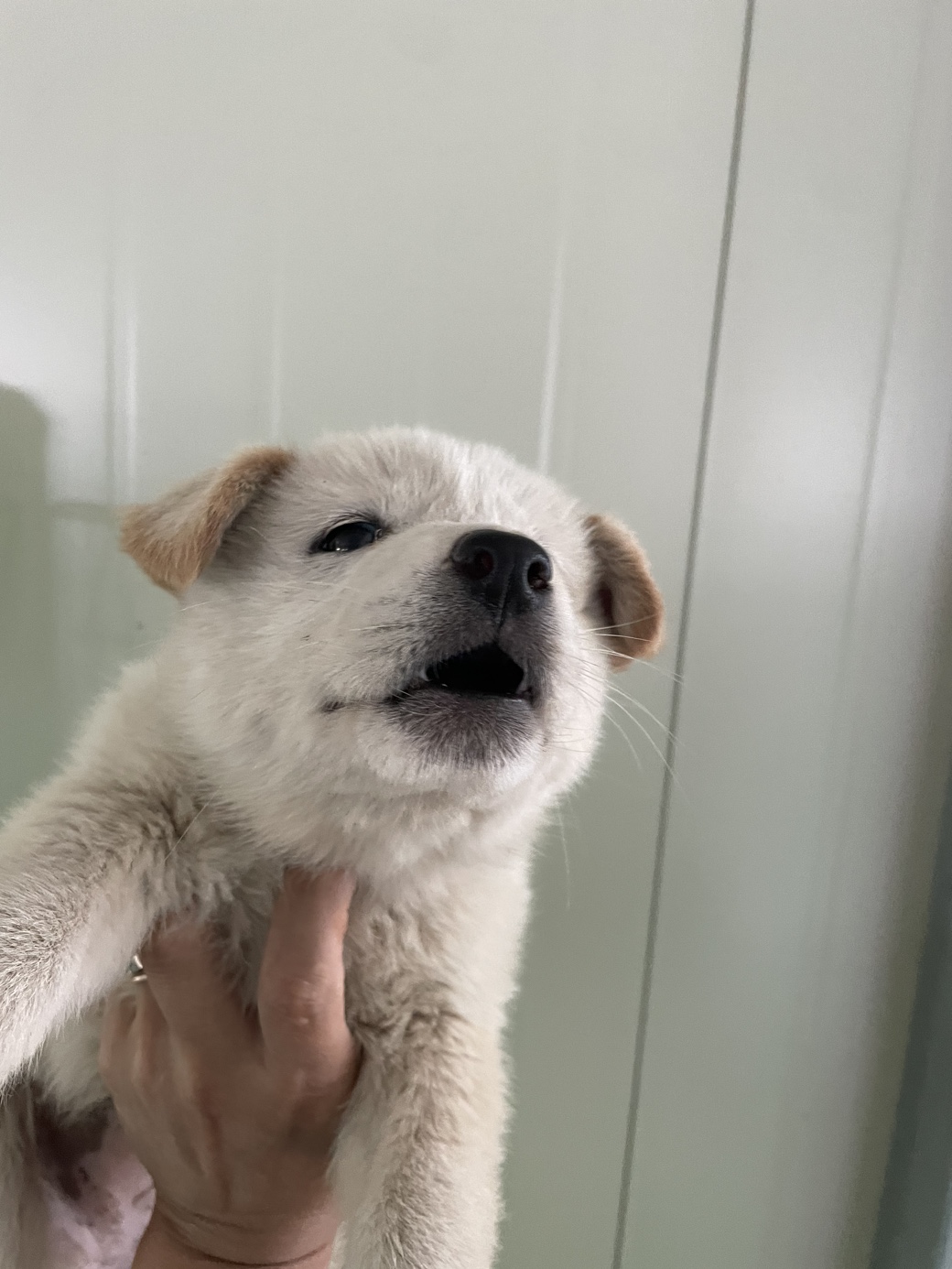 더나은동물병원보호소_445478202300108