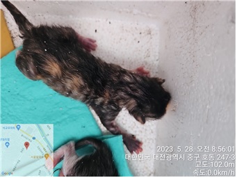 대전동물보호센터_430365202300245
