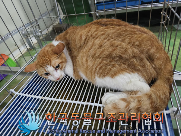 한국동물구조관리협회_411310202300243